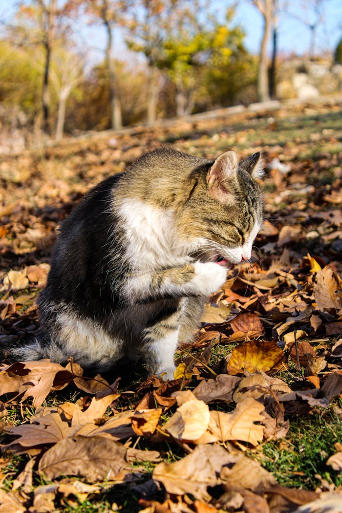 A cat sits among autumn leaves, licking its paw in a sunlit park setting.